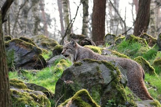 Eurasischer Luchs - Lynx lynx Wildpark Klein Auheim 2015