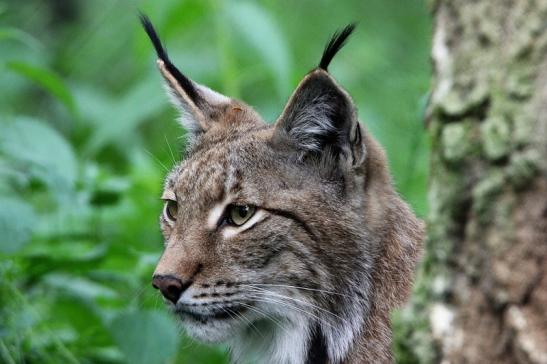 Eurasischer Luchs - Lynx lynx Wildpark Klein Auheim 2015