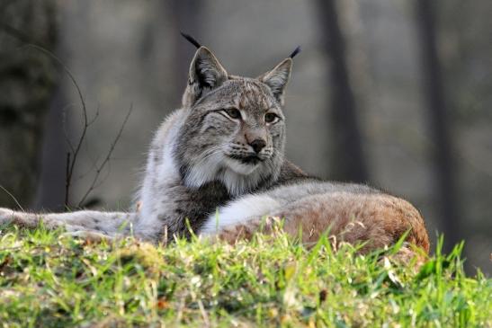 Eurasischer Luchs - Lynx lynx Wildpark Klein Auheim 2015