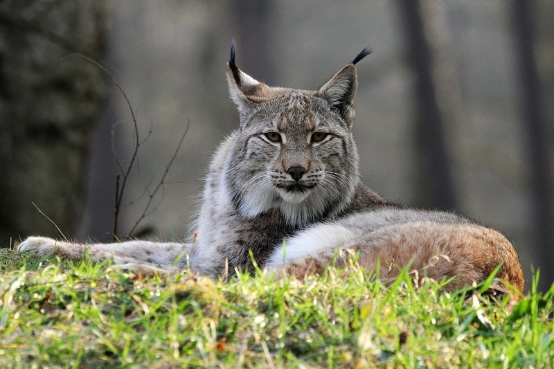 Eurasischer Luchs - Lynx lynx Wildpark Klein Auheim 2015