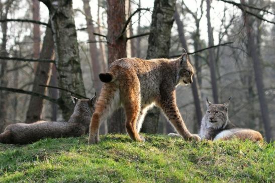 Eurasischer Luchs - Lynx lynx Wildpark Klein Auheim 2015