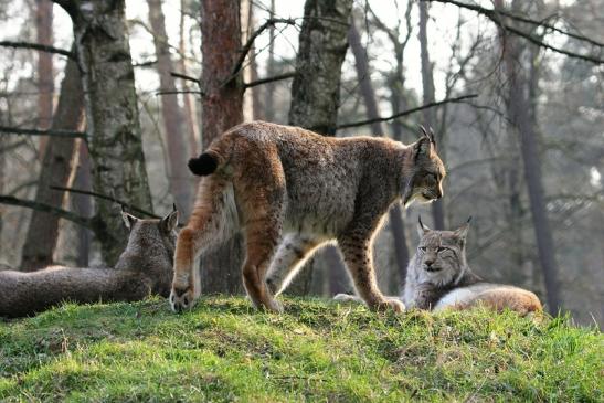 Eurasischer Luchs - Lynx lynx Wildpark Klein Auheim 2015