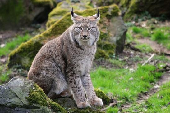 Eurasischer Luchs - Lynx lynx Wildpark Klein Auheim 2015