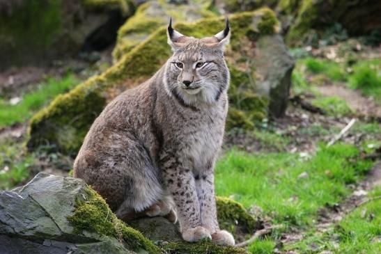 Eurasischer Luchs - Lynx lynx Wildpark Klein Auheim 2015