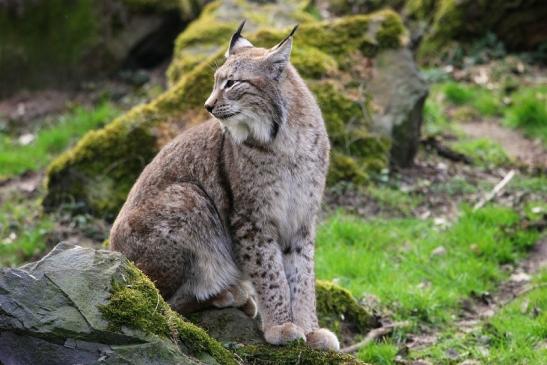 Eurasischer Luchs - Lynx lynx Wildpark Klein Auheim 2015