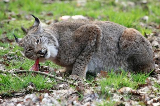 Eurasischer Luchs - Lynx lynx Wildpark Klein Auheim 2015