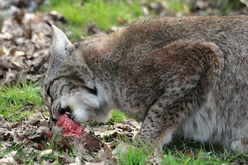 Eurasischer Luchs - Lynx lynx Wildpark Klein Auheim 2015