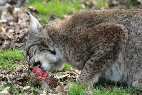 Eurasischer Luchs - Lynx lynx Wildpark Klein Auheim 2015