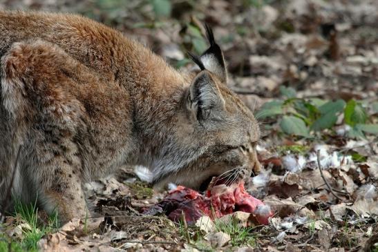 Eurasischer Luchs - Lynx lynx Wildpark Klein Auheim 2015