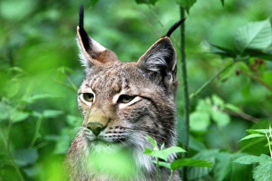 Eurasischer Luchs - Lynx lynx Wildpark Klein Auheim 2015