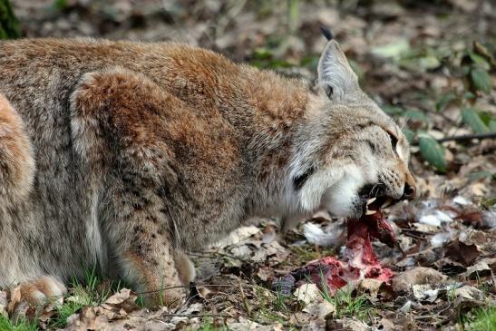 Eurasischer Luchs - Lynx lynx Wildpark Klein Auheim 2015