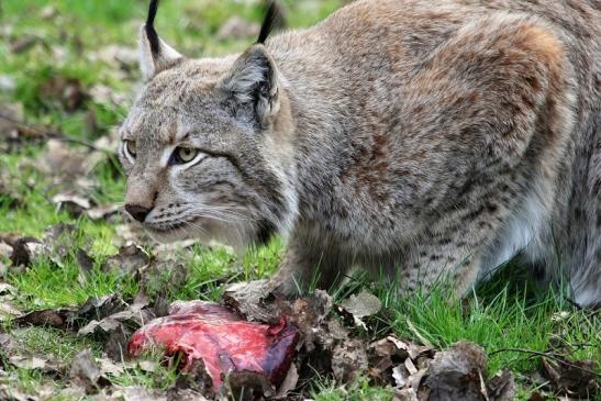 Eurasischer Luchs - Lynx lynx Wildpark Klein Auheim 2015