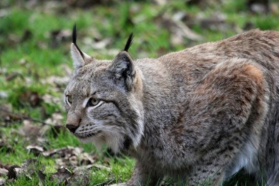 Eurasischer Luchs - Lynx lynx Wildpark Klein Auheim 2015