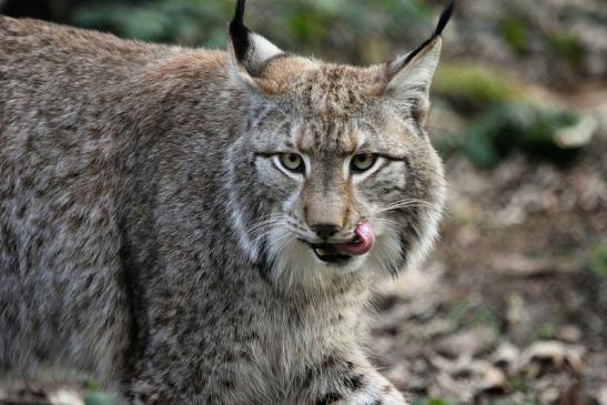 Eurasischer Luchs - Lynx lynx Wildpark Klein Auheim 2015