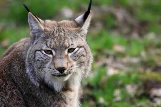 Eurasischer Luchs - Lynx lynx Wildpark Klein Auheim 2015