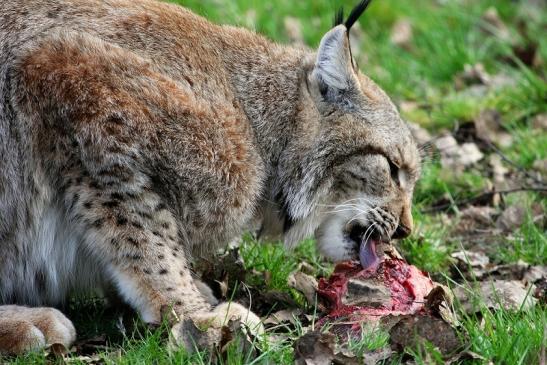 Eurasischer Luchs - Lynx lynx Wildpark Klein Auheim 2015