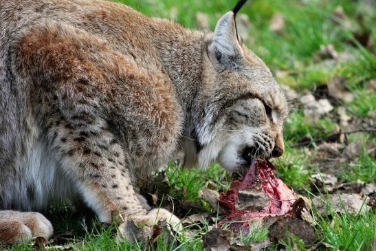 Eurasischer Luchs - Lynx lynx Wildpark Klein Auheim 2015