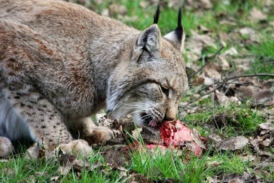 Eurasischer Luchs - Lynx lynx Wildpark Klein Auheim 2015