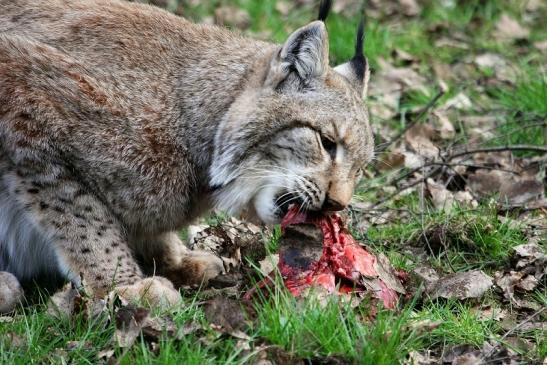 Eurasischer Luchs - Lynx lynx Wildpark Klein Auheim 2015