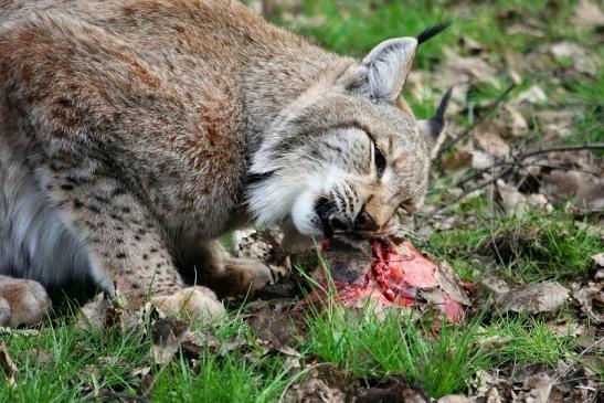 Eurasischer Luchs - Lynx lynx Wildpark Klein Auheim 2015