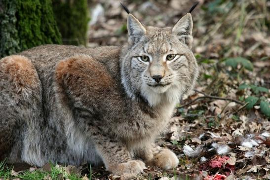 Eurasischer Luchs - Lynx lynx Wildpark Klein Auheim 2015