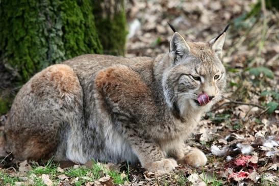 Eurasischer Luchs - Lynx lynx Wildpark Klein Auheim 2015