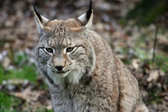 Eurasischer Luchs - Lynx lynx Wildpark Klein Auheim 2015