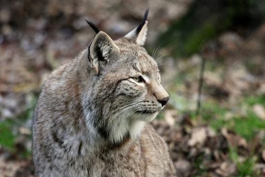 Eurasischer Luchs - Lynx lynx Wildpark Klein Auheim 2015