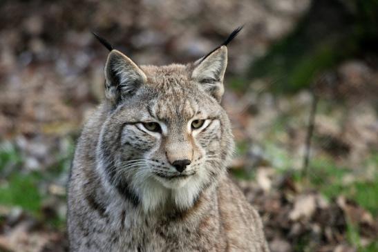 Eurasischer Luchs - Lynx lynx Wildpark Klein Auheim 2015