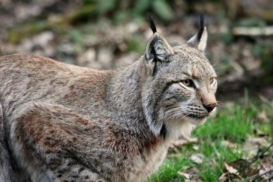 Eurasischer Luchs - Lynx lynx Wildpark Klein Auheim 2015