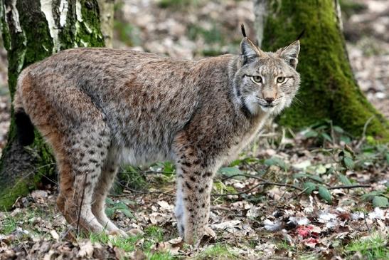 Eurasischer Luchs - Lynx lynx Wildpark Klein Auheim 2015