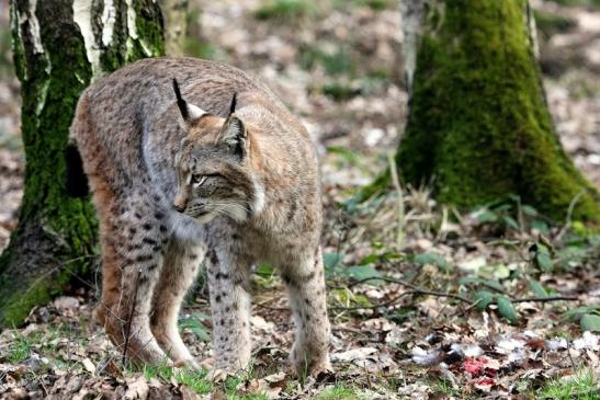 Eurasischer Luchs - Lynx lynx Wildpark Klein Auheim 2015