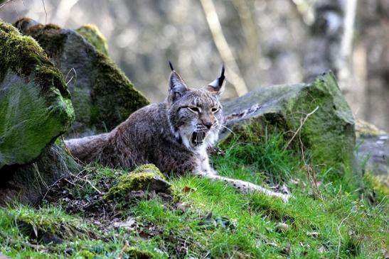 Eurasischer Luchs - Lynx lynx Wildpark Klein Auheim 2015