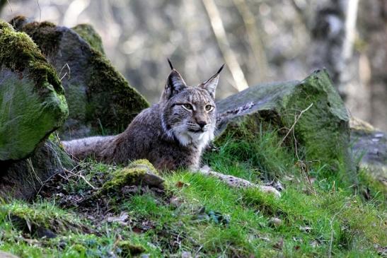 Eurasischer Luchs - Lynx lynx Wildpark Klein Auheim 2015