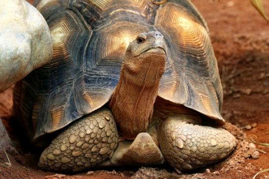 Madagassische Schnabelbrust-Schildkröte Exotarium Zoo Frankfurt am Main 2017