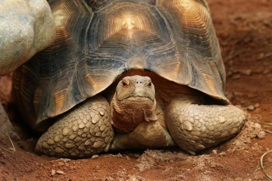 Madagassische Schnabelbrust-Schildkröte Exotarium Zoo Frankfurt am Main 2017