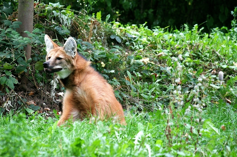 Mähnenwolf Zoo Frankfurt am Main 2012