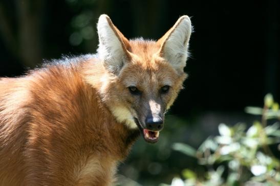 Mähnenwolf Zoo Frankfurt am Main 2012