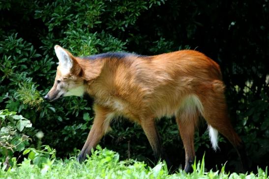 Mähnenwolf Zoo Frankfurt am Main 2012