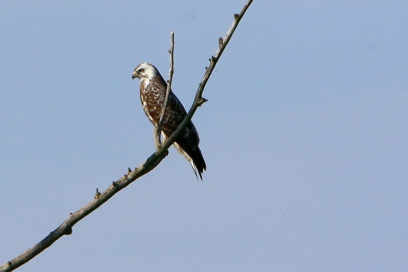 Mäusebussard Bingenheimer Ried Wetterau 2017