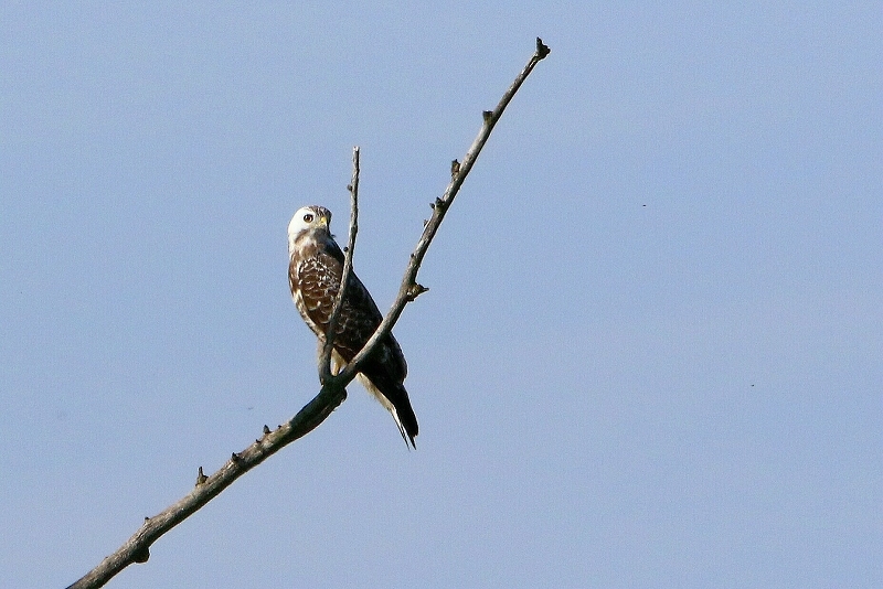 Mäusebussard Bingenheimer Ried Wetterau 2017