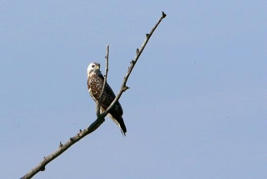 Mäusebussard Bingenheimer Ried Wetterau 2017