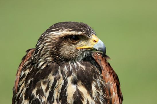 Mäusebussard - Falknerei - Wildpark Alte Fasanerie Klein Auheim 2013