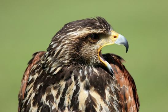 Mäusebussard - Falknerei - Wildpark Alte Fasanerie Klein Auheim 2013