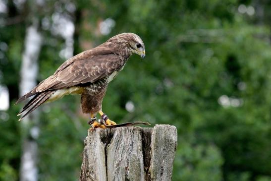 Mäusebussard - Falknerei - Wildpark Alte Fasanerie Klein Auheim 2013