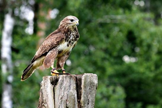 Mäusebussard - Falknerei - Wildpark Alte Fasanerie Klein Auheim 2013