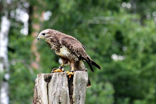 Mäusebussard - Falknerei - Wildpark Alte Fasanerie Klein Auheim 2013