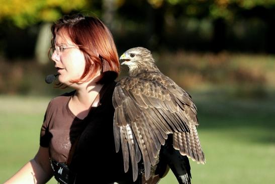 Mäusebussard - Falknerei - Wildpark Alte Fasanerie Klein Auheim 2013