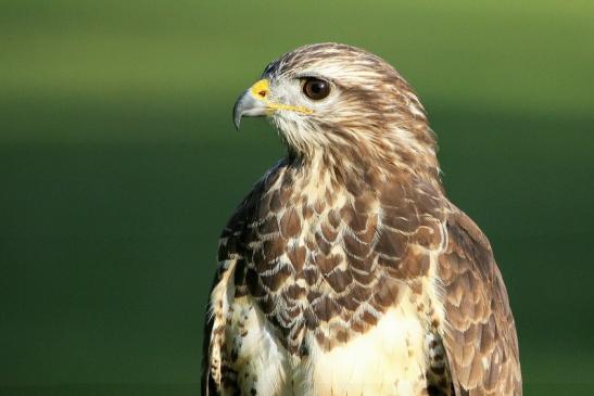 Mäusebussard - Falknerei - Wildpark Alte Fasanerie Klein Auheim 2013