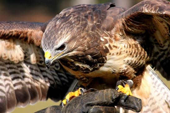 Mäusebussard - Falknerei - Wildpark Alte Fasanerie Klein Auheim 2014